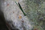 Stream Glory (Neurobasis chinensis) a metallic green damselfly [sumatra_0895]