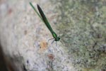 Stream Glory (Neurobasis chinensis) a metallic green damselfly [sumatra_0904]