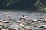 White-throated Kingfisher (Halcyon smyrnensis)?