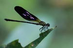 Black, violet, and green damselfly