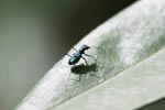 Metallic blue tiger beetle [sumatra_0927]