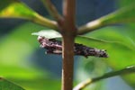 Worm encased in sticks [sumatra_0937]