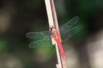 Red Grasshawk dragonfly (Neurothemis sp)? [sumatra_0943]