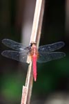 Red Grasshawk dragonfly (Neurothemis sp)?