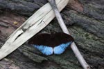 Blue and black butterfly (Tanaecia Iapis cocytina) [male]