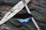 Blue and black butterfly (Tanaecia Iapis cocytina) [male] [sumatra_0953]
