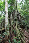 Roots of a strangler fig [sumatra_0964]