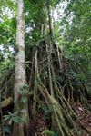 Roots of a strangler fig [sumatra_0965]