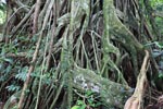 Roots of a strangler fig [sumatra_0966]