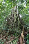 Roots of a strangler fig