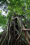 Roots of a strangler fig [sumatra_0971]