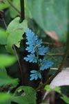 Blue fern [sumatra_0990]