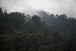 Small-scale rainforest clearing