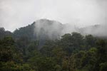 Rainforest near Tangkahan [sumatra_0996]
