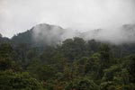 Rainforest near Tangkahan [sumatra_0997]