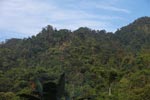 Rainforest near Tangkahan [sumatra_0998]