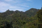 Rainforest near Tangkahan [sumatra_0999]