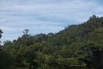 Rainforest near Tangkahan [sumatra_1000]