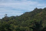Rainforest near Tangkahan [sumatra_1001]
