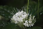 White flowers [sumatra_1005]