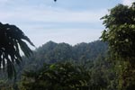 Rainforest near Tangkahan [sumatra_1011]