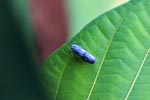 Blue leafhopper or planthopper