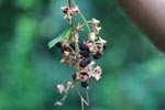 Wild blackberries in Sumatra