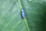 Blue leafhopper or planthopper [sumatra_1023]