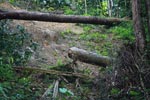 Fallen rainforest tree