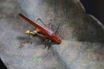Brown katydid [sumatra_1029]