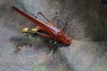 Brown katydid [sumatra_1030]