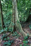 Rainforest buttress roots