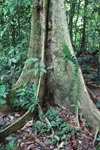 Rainforest buttress roots [sumatra_1035]