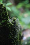 Fungi emerging from a rainforest tree stump [sumatra_1038]