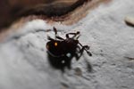 Brown beetle with orange spots [sumatra_1040]