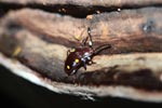 Brown beetle with orange spots [sumatra_1042]