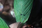 Long-legged insect [sumatra_1044]