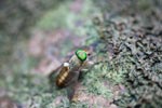 Green-eyed fly [sumatra_1050]