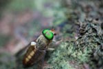 Green-eyed fly [sumatra_1051]