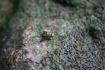 Green-eyed fly [sumatra_1056]