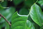 Green caterpillar [sumatra_1058]