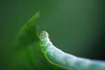 Green caterpillar [sumatra_1060]