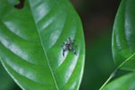 Spider [sumatra_1062]