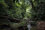 Gunung Leuser rain forest [sumatra_1070]