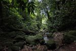 Gunung Leuser rain forest [sumatra_1071]