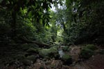 Gunung Leuser rain forest [sumatra_1072]