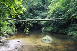 Rainforest creek in Gunung Leuser [sumatra_1075]