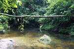 Rainforest creek in Gunung Leuser [sumatra_1076]