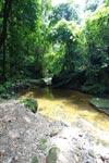Rainforest creek in Gunung Leuser [sumatra_1080]