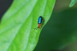 Blue and orange insect